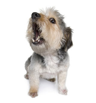 Kleiner, bellender Hund