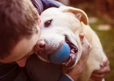 Labrador mit Ball